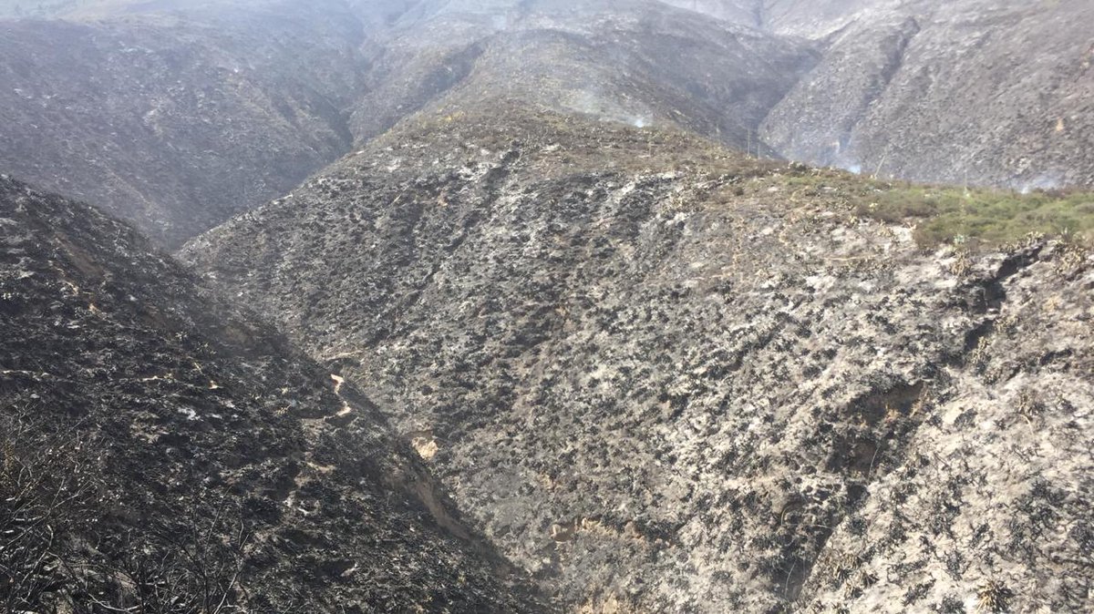 Técnicos de <a href="/ambientequito/">Ambiente Quito</a> evaluan los daños preliminares ocasionados por el #IncendioCasitagua para establecer un plan de recuperación de la cobertura vegetal. #QuitoSeguroOtraVez