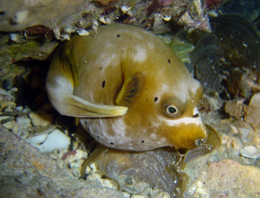MyAquariumDepot's tweet photo. Blackspotted puferfish by NOAA Photo Library License = Attribution 01.16.2020
#saltwaterfishtank #aquarium #coral
#cyano #redslime #nuisancealgae
#saltwateraquarium #sealife https://t.co/DE6mRVfWsp https://t.co/gnm2I4TSAl