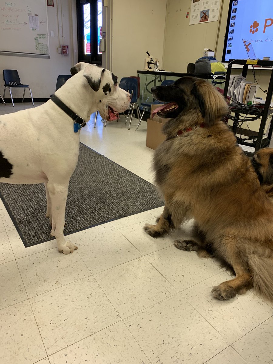 ACHS_Maverick's tweet photo. Luna welcomes Diggery to animal science. #guestspeakers #therapydogs #heyimnotthatbig  ⁦@APS_CTAE⁩ ⁦@APSCareerCenter⁩ https://t.co/KJmLY68Der
