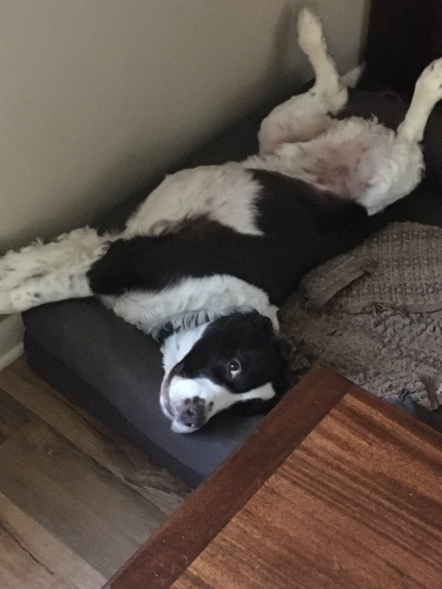 rebelbilbo's tweet photo. Cold and rainy so nap time is in order. #springer #spaniel #makeyourselfcomfy https://t.co/7URlOk1qfM