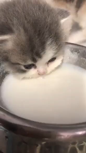 MeowMoeDotCom's tweet photo. #Smush #Face - #Awwee! (#CTTO)
 
#Cats #Cat #Kittens #Kitten #Kitty #Pets #Pet #Meow #Moe #CuteCats #CuteCat #CuteKittens #CuteKitten #MeowMoe

https://t.co/irUi1ZpcYL
 
. https://t.co/moYRt86leh