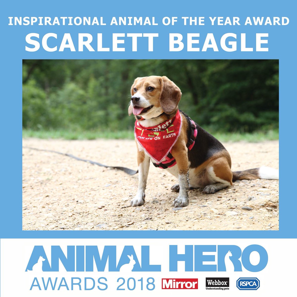 BetsyAmbassador's tweet photo. @nwinograd "Aroooo! Thank you New Jersey Senate!" woofs rescued ex-laboratory Beagle Ambassador, @ScarlettBeagle. "Thank you @nwinograd for keeping my humans so well informed!"
@NonhumanRights @PeterEgan6 @rickygervais @JaneFallon @_AnimalAdvocate @Protect_Wldlife
#LawsForAnimals 🐾❤️ https://t.co/WRGGvAC7IV