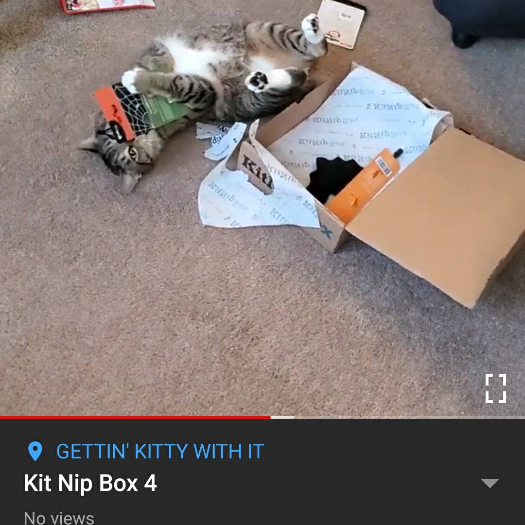 GetNKittyWithIt's tweet photo. Watch "Kit Nip Box 4" on YouTube https://t.co/WvKQtYcpsH

This cat loves the heck out if kit Nip box!

#kitnipbox KitNipBox 

#ThankfulThursday #tabbycat #blackcat https://t.co/HraPjFLobv