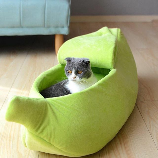 Order our Banana Peel Kitty Bed today for $22.99 and get free shipping!
Buy now from thediscountstudio.com or directly using the link in our bio.

#discountstudio #thediscountstudio #onlineshopping #catsofinstagram instagram.com/p/B7ZbaxrjsNi/