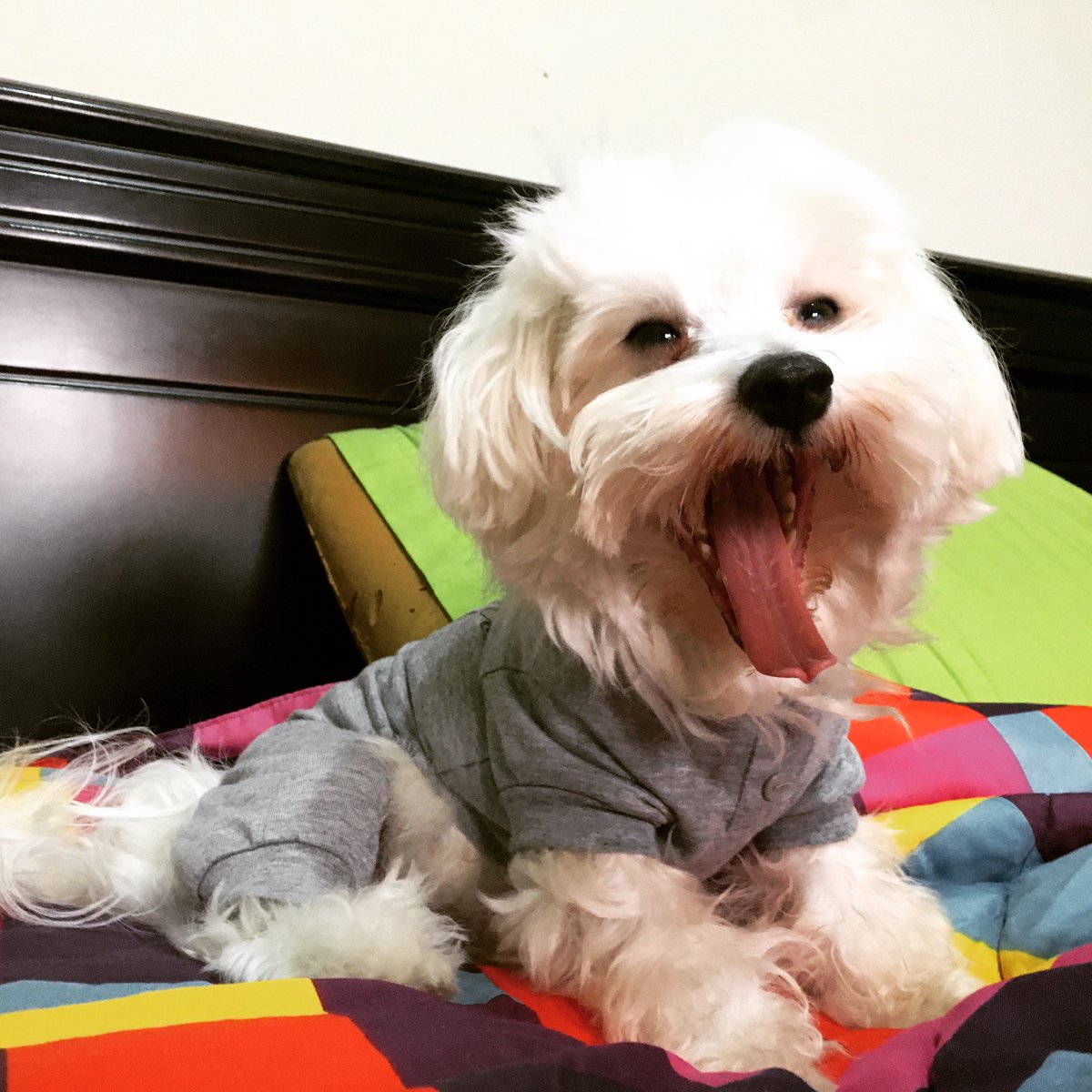 CocoMalteseDog's tweet photo. Nunca dejes de sonreír, es mejor llegar a vieja con arrugas en el rostro que con estrías en el corazón. https://t.co/4Ju4fX4ffy