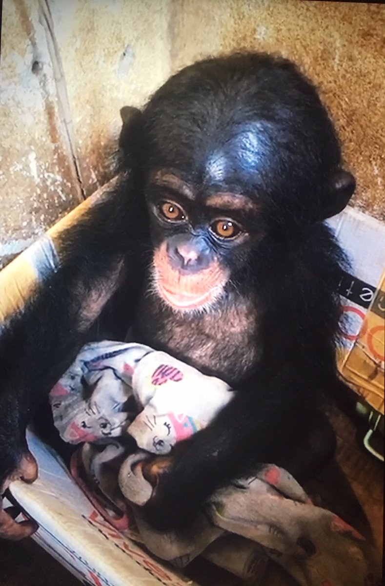 LPinthefield's tweet photo. Chance gets me every time 😭😭😭 It’s incredible what these tiny chimps survive &amp; recover from with the right care &amp; love @liberiachimps These little ones have showed me so much about resilience over the course of filming #BabyChimpRescue https://t.co/Q9lf9w0dQ7
