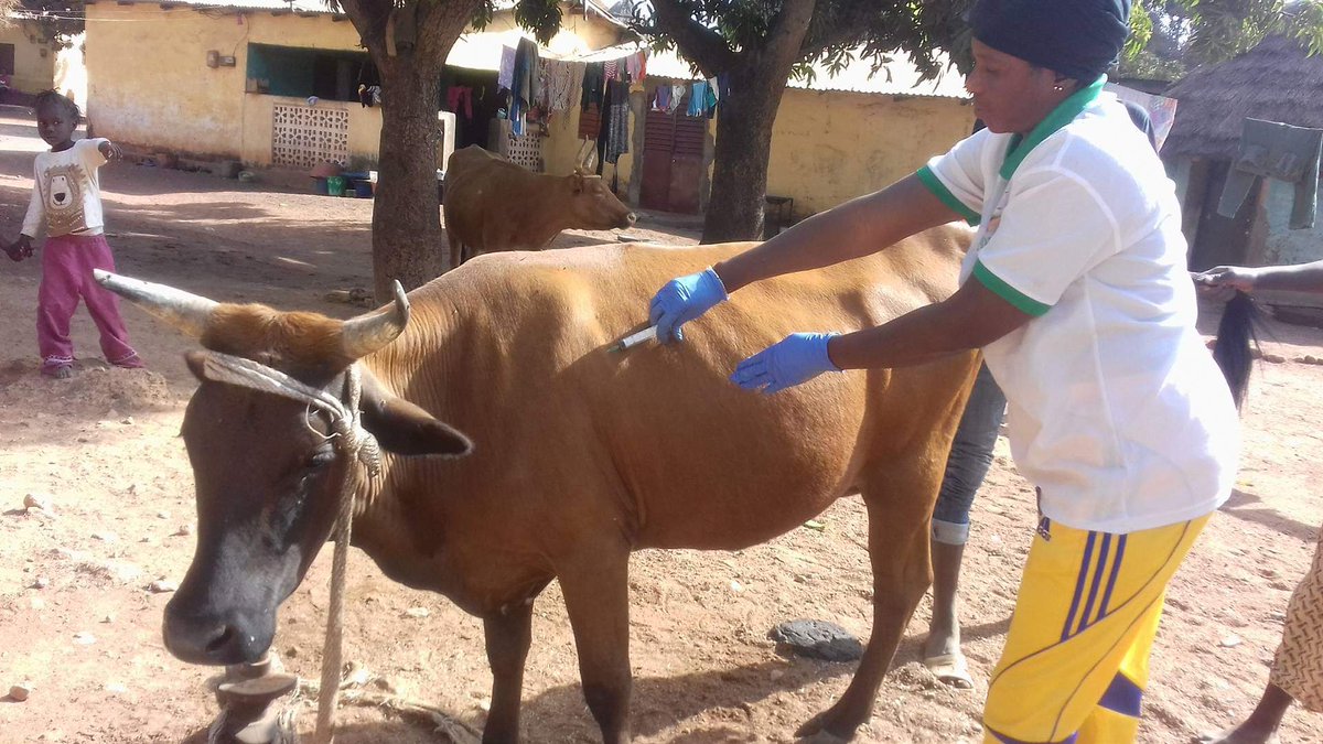 LiberiaAnimal's tweet photo. Our animal protection programs continue to improve the welfare and health of many animals. Please click on the link below and read about how we are helping animals
https://t.co/n05jys98aw
#WorkingAnimals #WorkingAnimalsMatter #AnimalsMatter #StopAnimalAbuse #HelpAnimal #Kindness https://t.co/FH5XOqwd5w