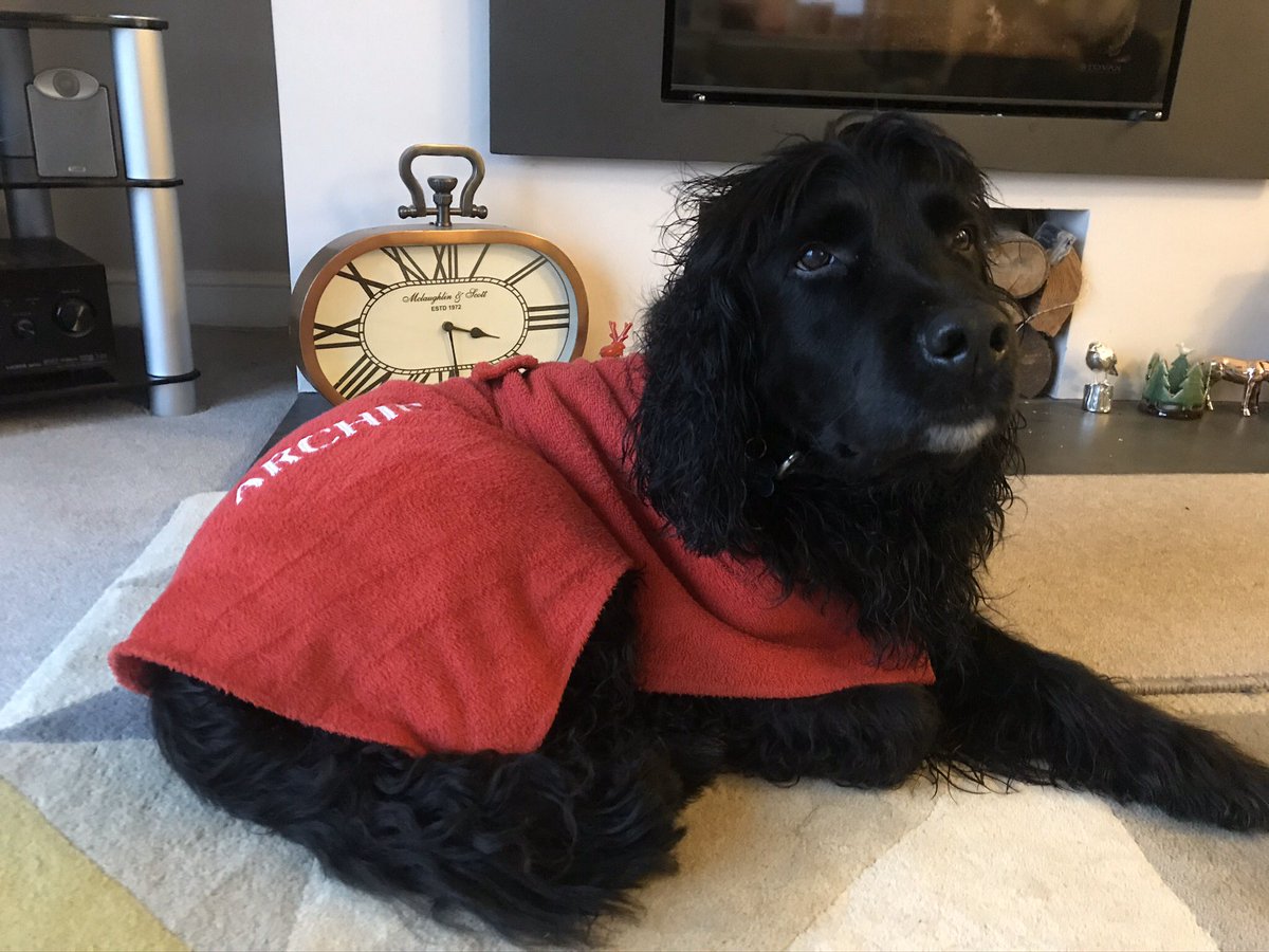 Eric Pets as Therapy Dog tweet media