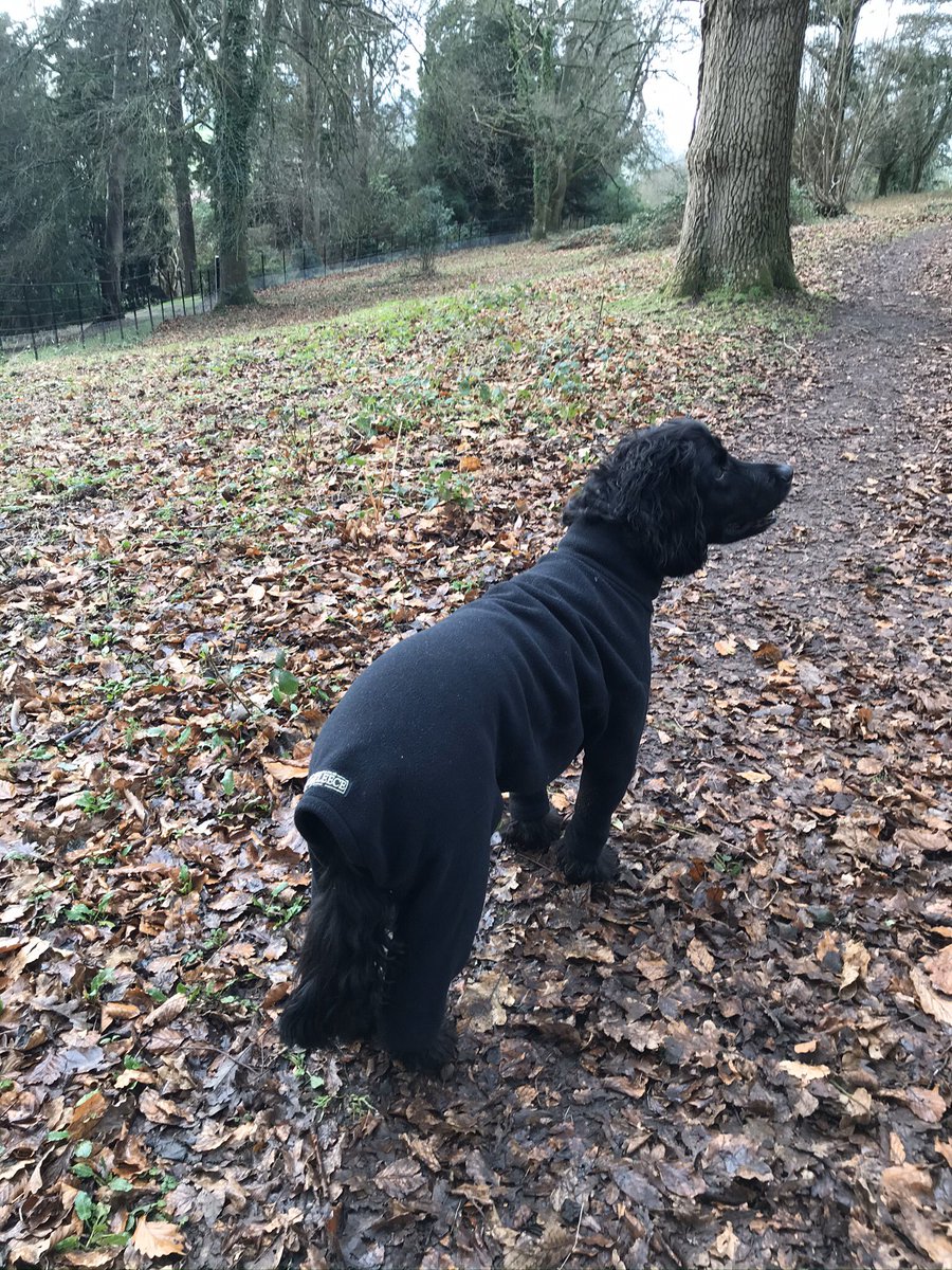 Eric Pets as Therapy Dog tweet media