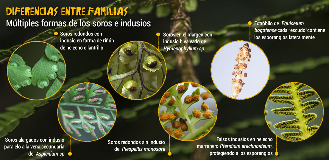 Preciso Florecer Por el contrario que son los soros de las plantas