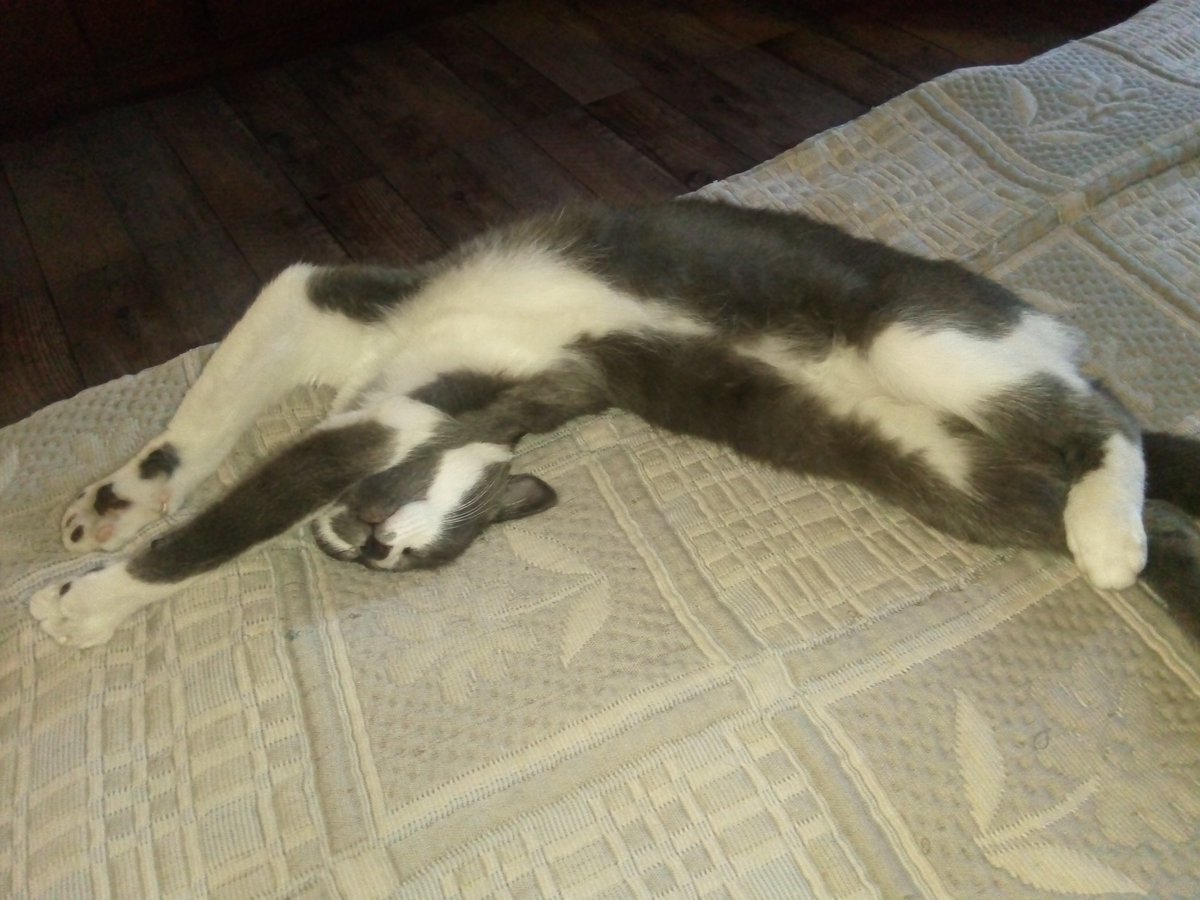 roglamur's tweet photo. No de cómo puede dormir así....
@gatitos_qctd
#mitina https://t.co/vuNVTb9Um4