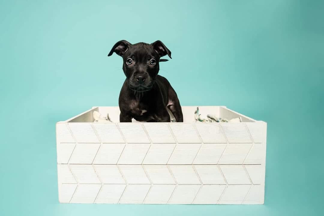 rangersreach's tweet photo. This handsome lil fellow is Craven 🖤 you guessed it, named after the famous Wes Craven. He is looking for his new home!! He is all puppy, loves to play.. is curious, and has lots of cute puppy breath!  APPLY TODAY https://t.co/0LNtRl7Pt8
