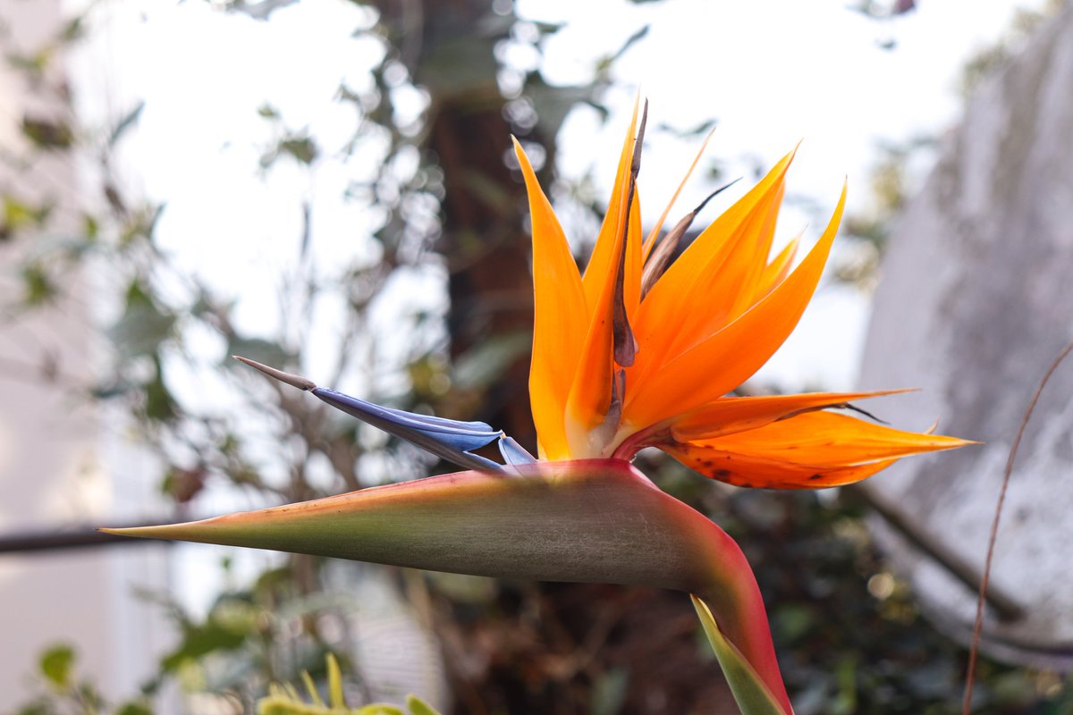 ShibabrataNayak's tweet photo. Flower: Bird of Paradise

#macrophotography #canonphotography #bird #birdflower #birdofparadise #paradise #wildlifephotography #flowerphotography #naturephotography #Canon #beautyofnature #flowers https://t.co/4szeZrtBps