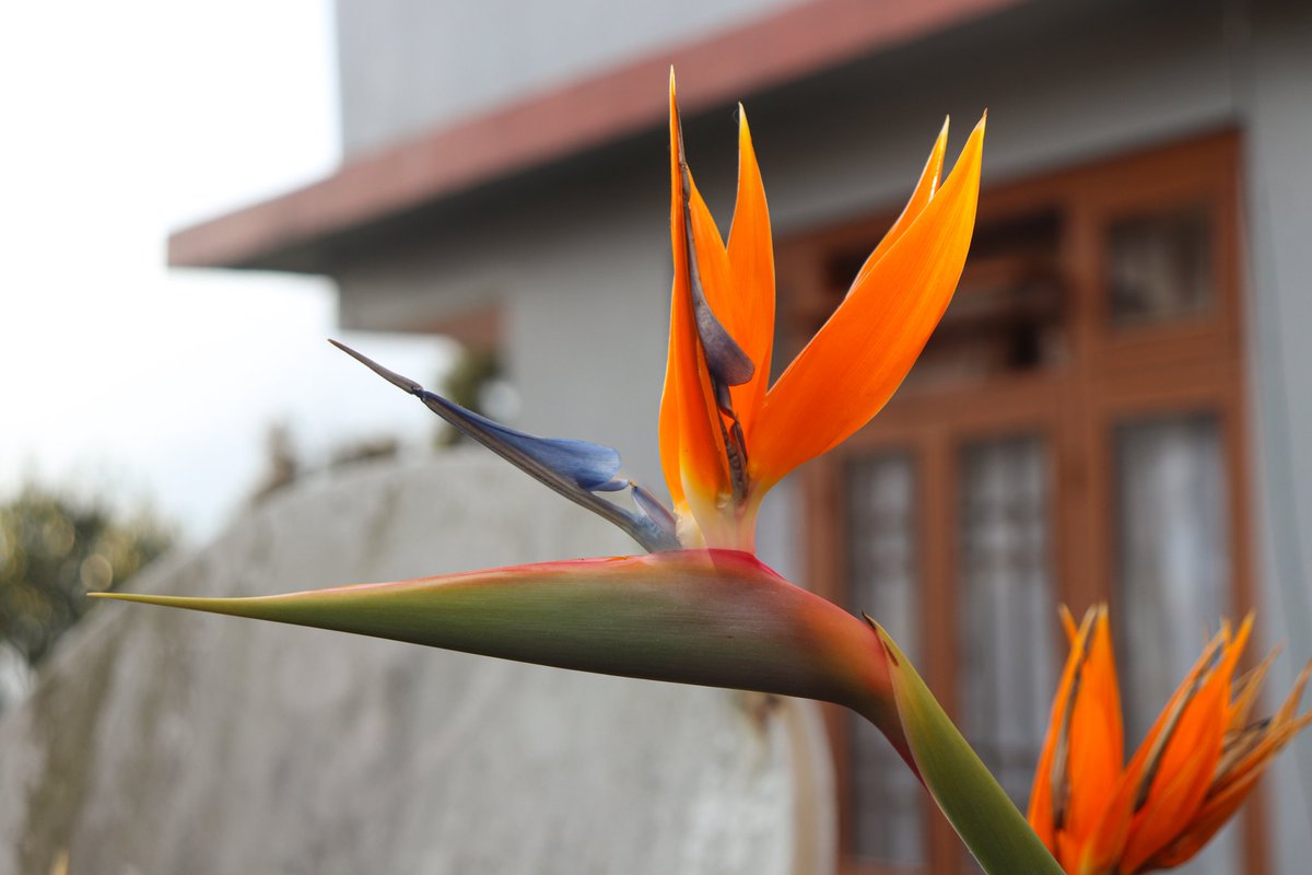 ShibabrataNayak's tweet photo. Flower: Bird of Paradise

#macrophotography #canonphotography #bird #birdflower #birdofparadise #paradise #wildlifephotography #flowerphotography #naturephotography #Canon #beautyofnature #flowers https://t.co/4szeZrtBps
