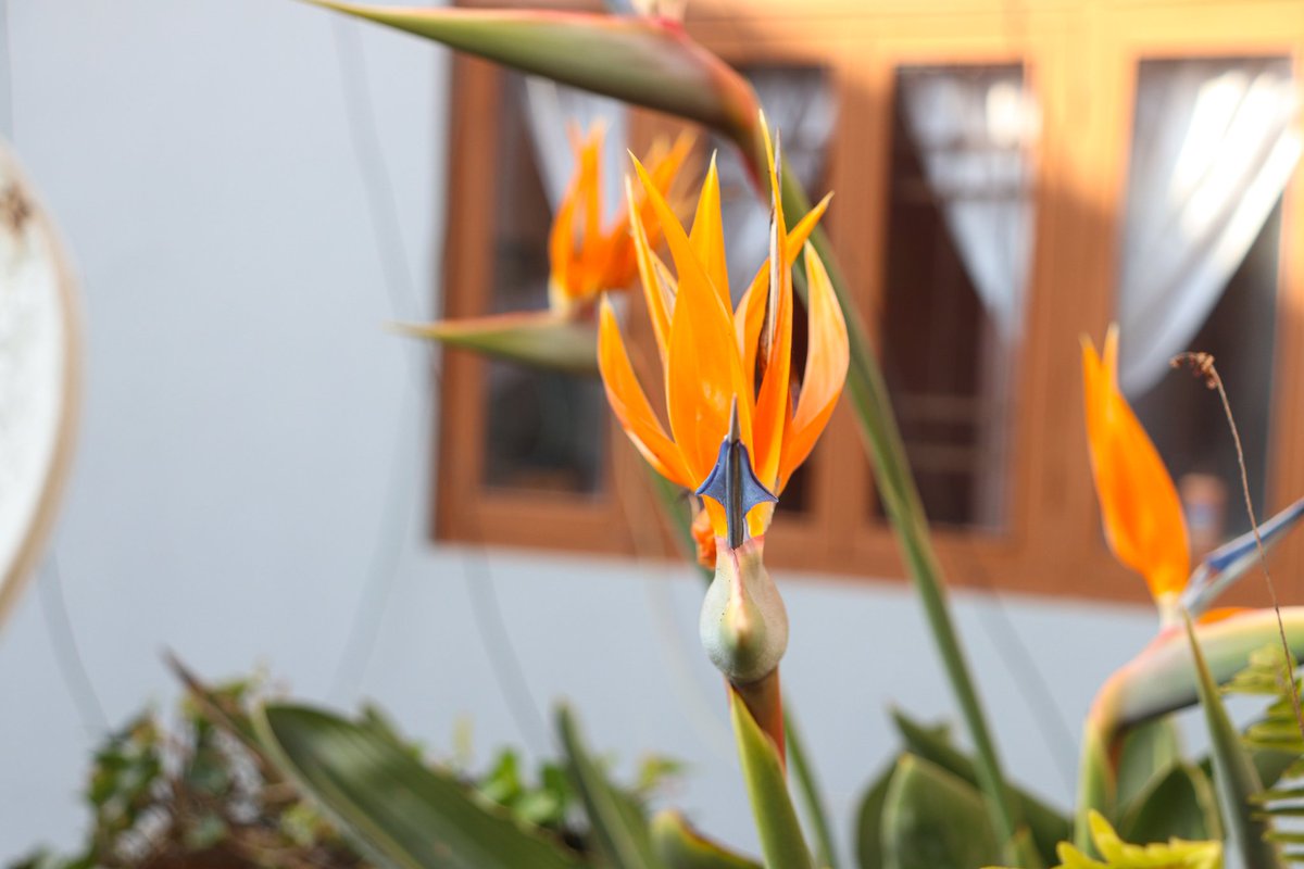 ShibabrataNayak's tweet photo. Flower: Bird of Paradise

#macrophotography #canonphotography #bird #birdflower #birdofparadise #paradise #wildlifephotography #flowerphotography #naturephotography #Canon #beautyofnature #flowers https://t.co/4szeZrtBps