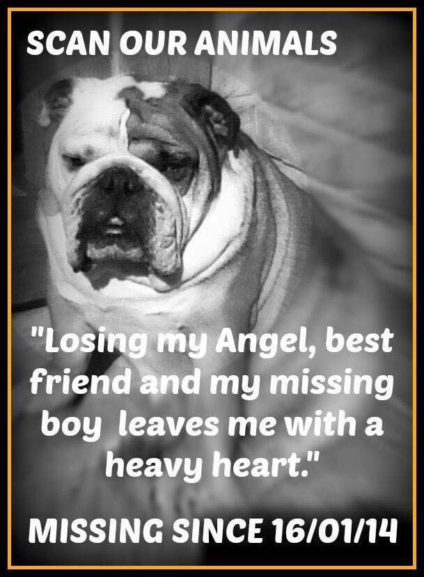 LisaLisaw1's tweet photo. π Please RT #FindScruncher #MissingDog 16.01.14 #Windsor #Berkshire #nevergiveup #microchipped #scanme #checkthatchip #missingsixyears #StopPetTheft #theftbyfinding π https://t.co/2fJsSZuxPJ