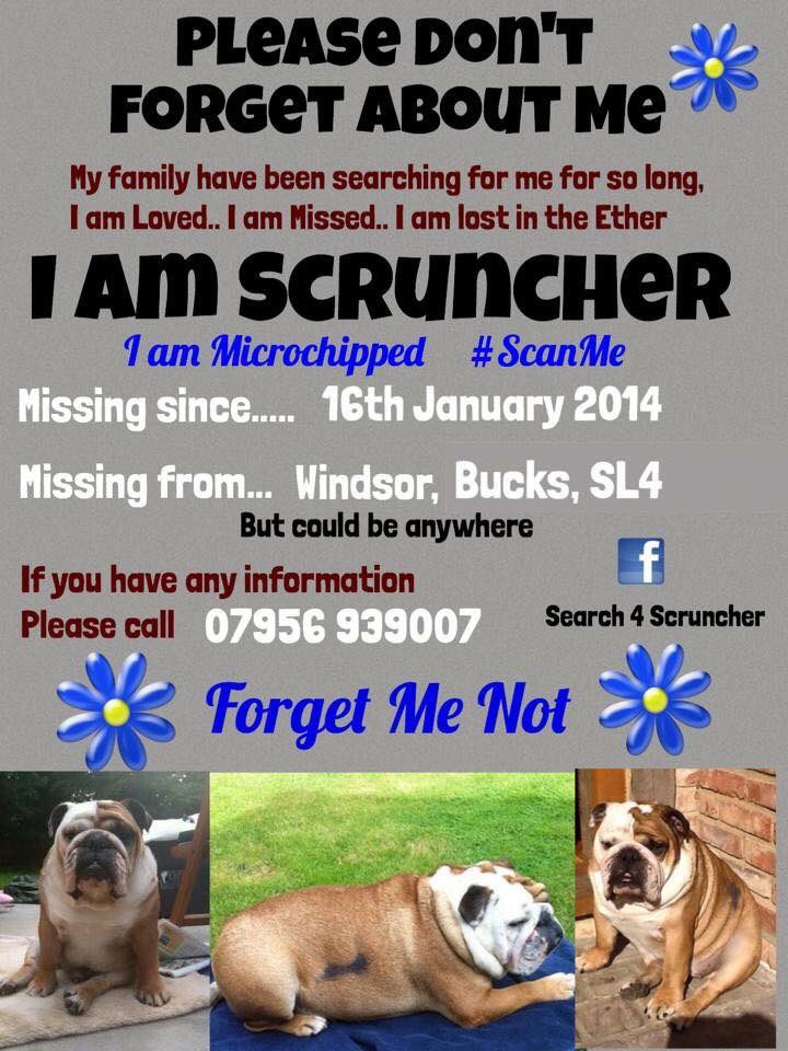 LisaLisaw1's tweet photo. π Please RT #FindScruncher #MissingDog 16.01.14 #Windsor #Berkshire #nevergiveup #microchipped #scanme #checkthatchip #missingsixyears #StopPetTheft #theftbyfinding π https://t.co/2fJsSZuxPJ