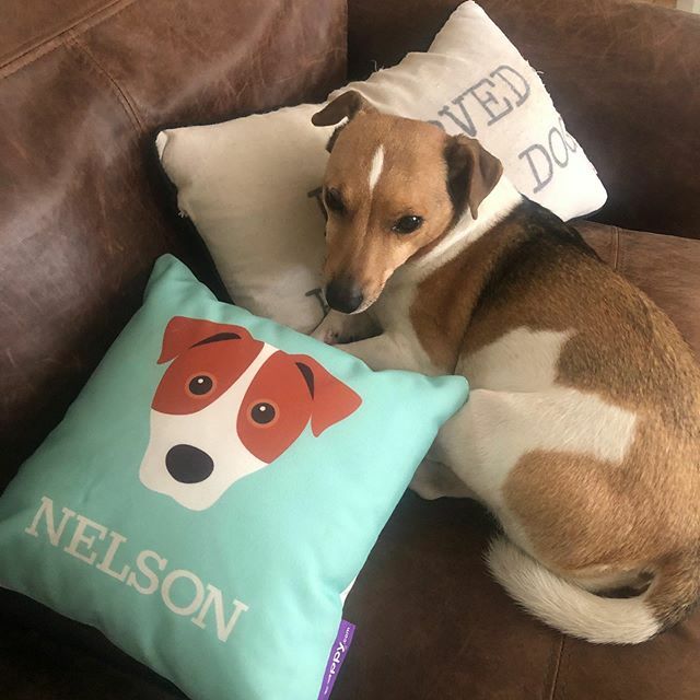 pearsonp69's tweet photo. This little one knows his place and itโs on his own cushion ๐๐ถ #jackrussellterrier #softdog #thinksheshuman ๐๐ https://t.co/NRMWGkpzvY