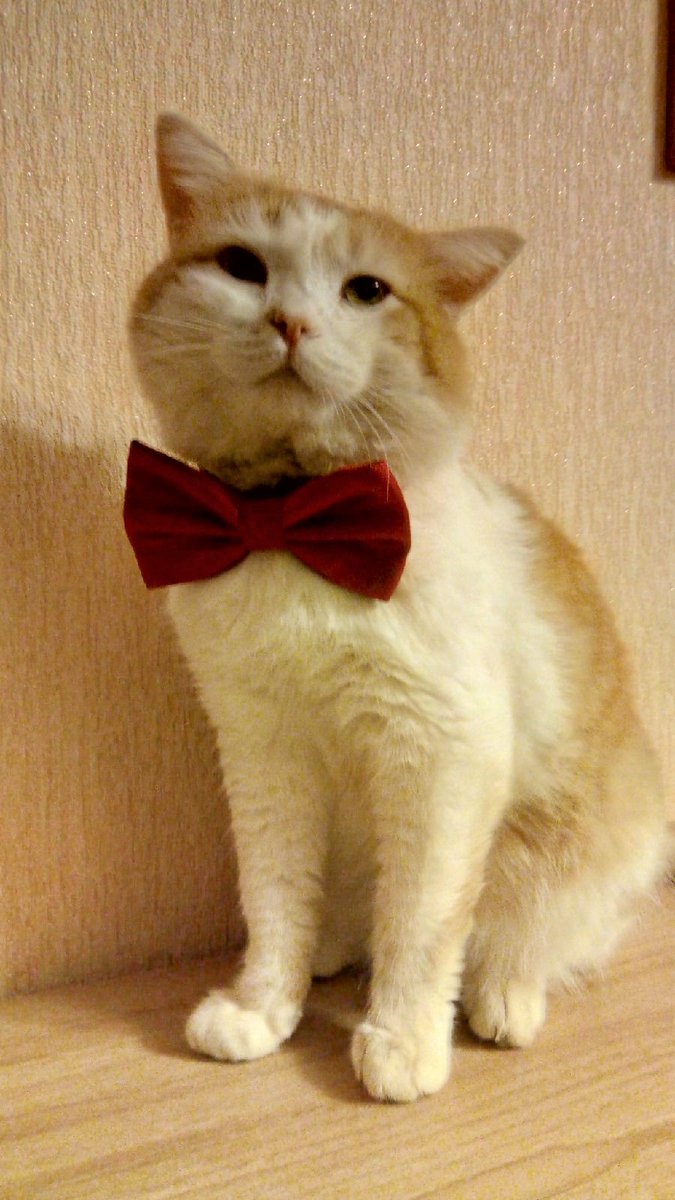 Mazdatwit's tweet image. Кот Малыш - мой инфо-спонсор на SEO конкурсе АРМАДА СЕОШНИКОВ - beloeseo.moscow  #конкурс #seo #ruseo #it #retweet #кошки