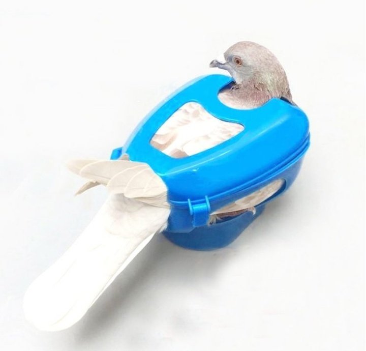 пигеон грызунок. держатель для голубя. таблетки рони 15% для птиц где купить. грызунов пижон. пиджеон грызунок цветочек.