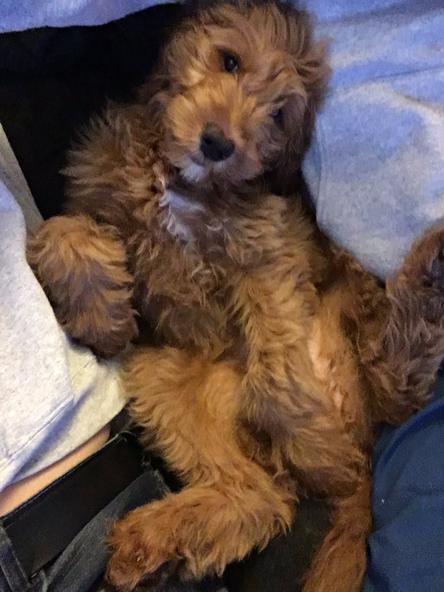 PoindexterPark's tweet photo. Your Thursday dose of cute cuddly puppy!
Meet Ellie, a three month old golden doodle who’s currently lounging in my lap. 😊
#goldendoodle #puppybelly #goldendoodlepuppy #cutefix #CutenessOverload https://t.co/Zs99bPAfmr
