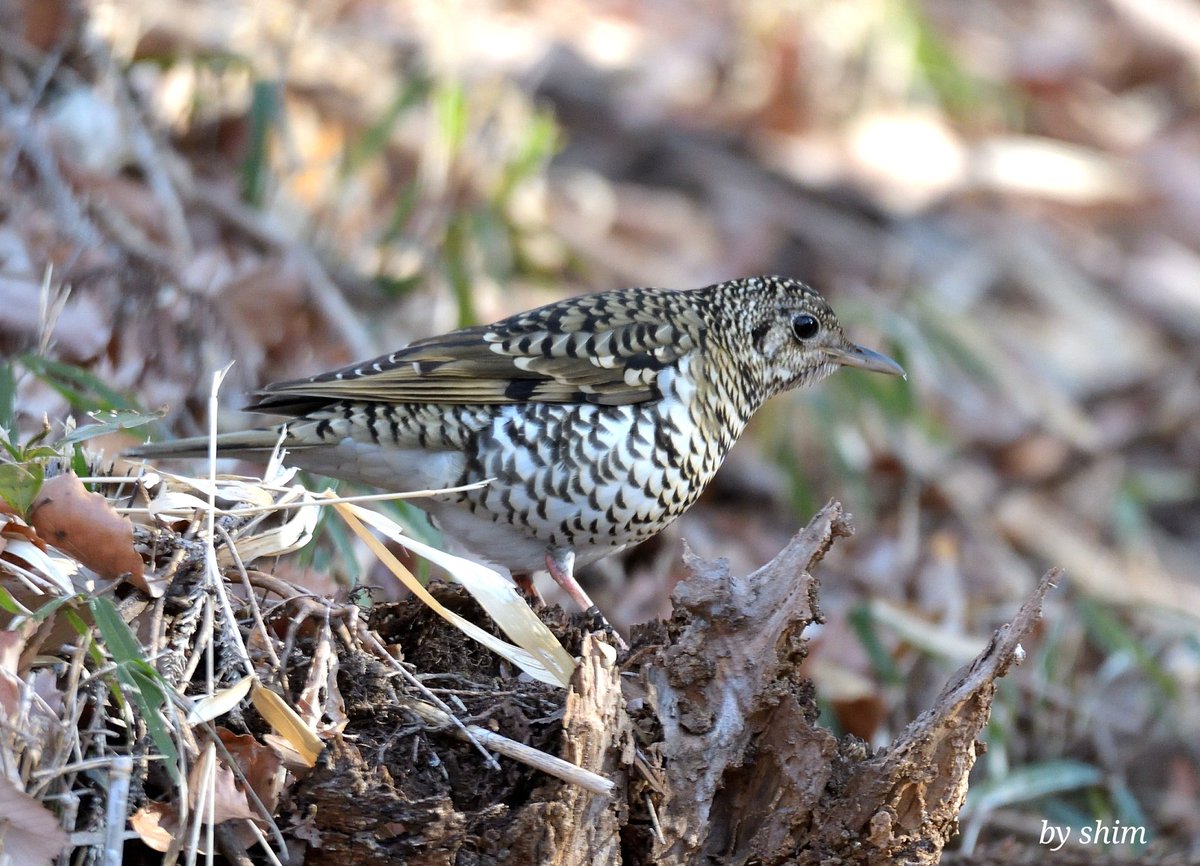 White's Thrush : It's a unique walking bird that moves up and down with dense black scale-like spots on the body surface #birding #nature