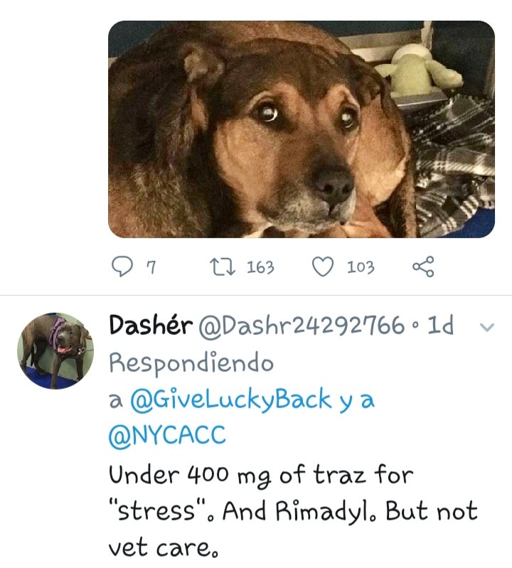 DashrD67's tweet photo. THUNDER SURVIVED BEING HIT BY A CAR TWICE JUST TO BE MURDERED BY Macc 1/16/20 AT 3.20PM.
OH NO!. WHAT CRUEL PEOPLE AT THIS HELL. BUT HAVE TO BE, FOR CAN TO KILL EASILY!. AND 34 MORE YEARS OF THIS?
SORRY BUDDY..FLY BY THE SKY 💔😭😡...
https://t.co/JGtEWYV1jR https://t.co/lbPCqbv8Fr