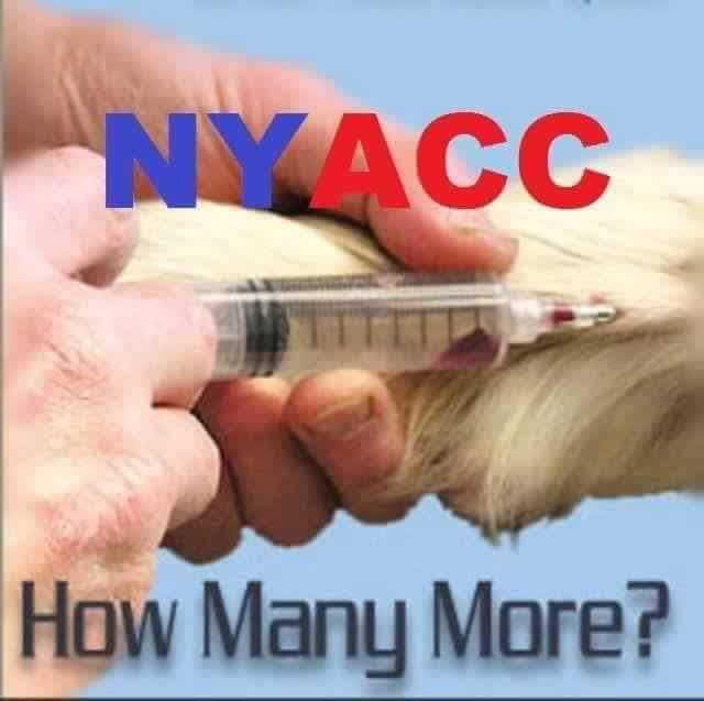 DashrD67's tweet photo. THUNDER SURVIVED BEING HIT BY A CAR TWICE JUST TO BE MURDERED BY Macc 1/16/20 AT 3.20PM.
OH NO!. WHAT CRUEL PEOPLE AT THIS HELL. BUT HAVE TO BE, FOR CAN TO KILL EASILY!. AND 34 MORE YEARS OF THIS?
SORRY BUDDY..FLY BY THE SKY 💔😭😡...
https://t.co/JGtEWYV1jR https://t.co/lbPCqbv8Fr