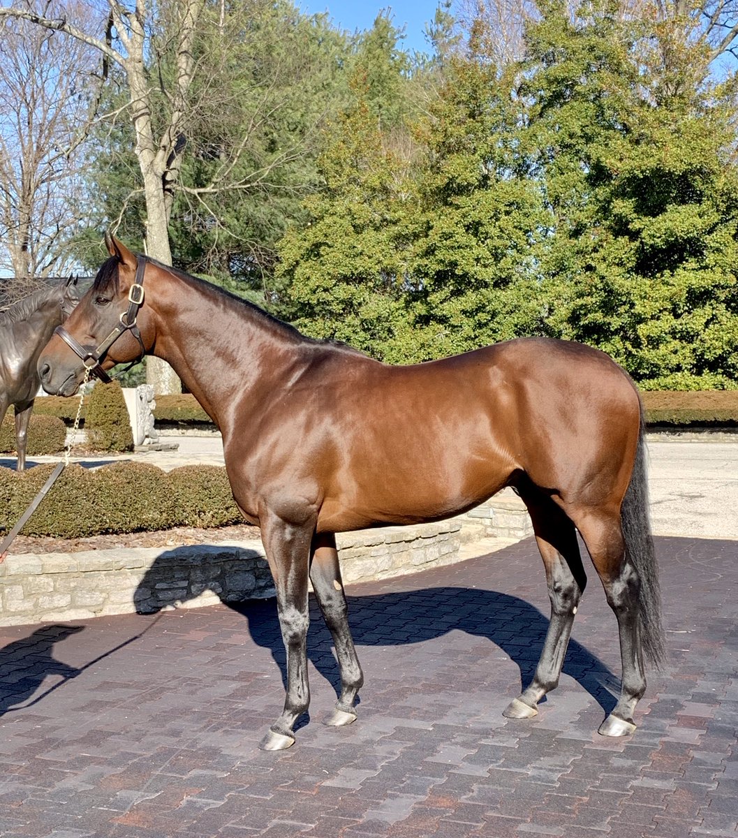 AHughesMedia's tweet photo. Seeing this guy always gets me in the feels, because he was the one. Triple Crown winner, champion, and bonafide rockstar American Pharoah at Ashford Stud. #Swoooooon https://t.co/WpCKLHJw2h