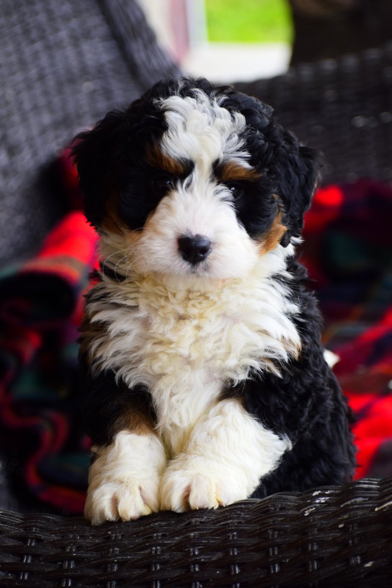 LancasterPuppie's tweet photo. ❤️😃 #MiniBernedoodle puppies are #LowShedding, #Friendly, and #Loyal making them the #BestCompanion! They feel safe and #Happy with children and love to play any game their human friends choose.
.
.
https://t.co/v0nuBGin2U
.
#PuppiesOfTwitter
#LancasterPuppies https://t.co/9s95hK2bZW