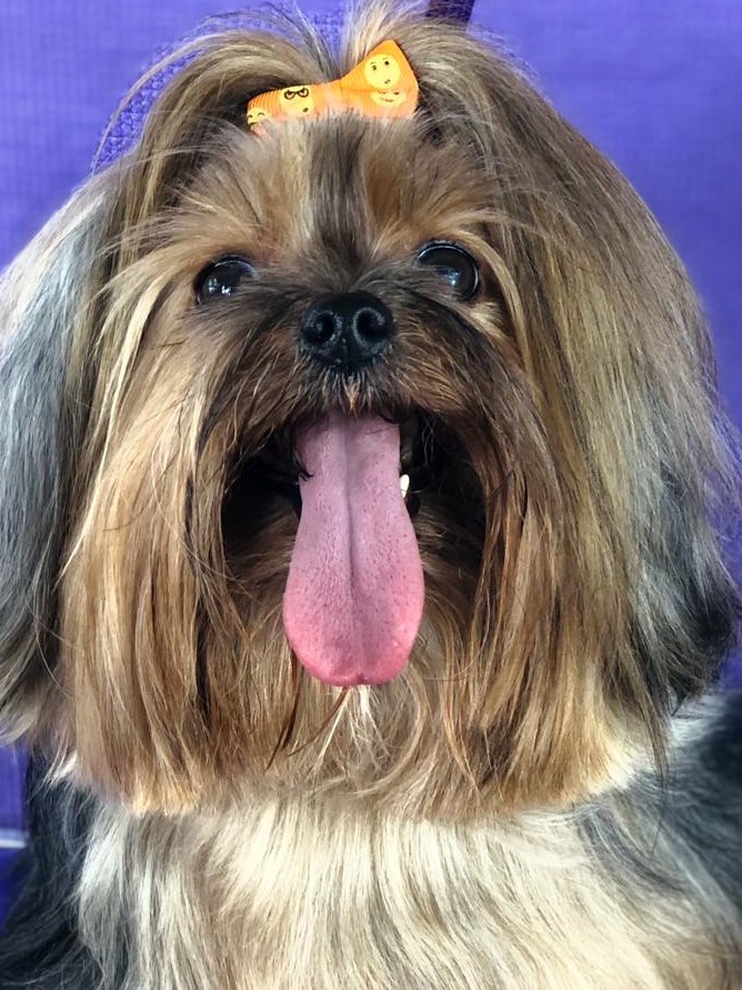 andreiagrooming's tweet photo. .
.
.
.
.
#yorkie #yorkshireterrier #yorkiesofinstagram #yorkshire #dogsofinstagram #yorkielove #dog #yorkiegram #yorkielife #yorkiepuppy #puppy #yorkielovers #dogstagram #yorkiesofficial #dogs #yorkieoftheday #yorkie_feature #puppylove #york #yorkiegram101 #puppiesofinstagram https://t.co/UbHNGRbaq7