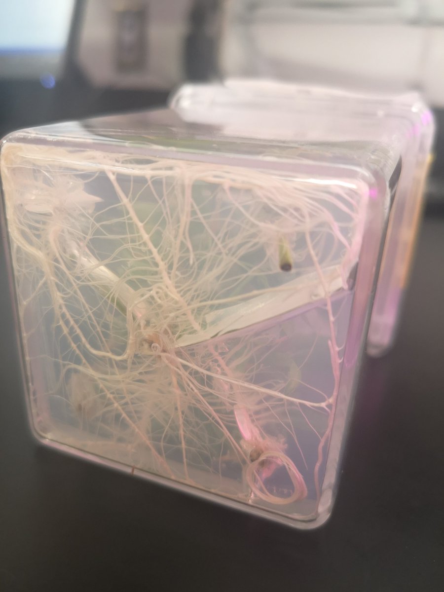 MotherLabs's tweet image. Little team making big moves. #motherlabs #microprop #tcnurserystock