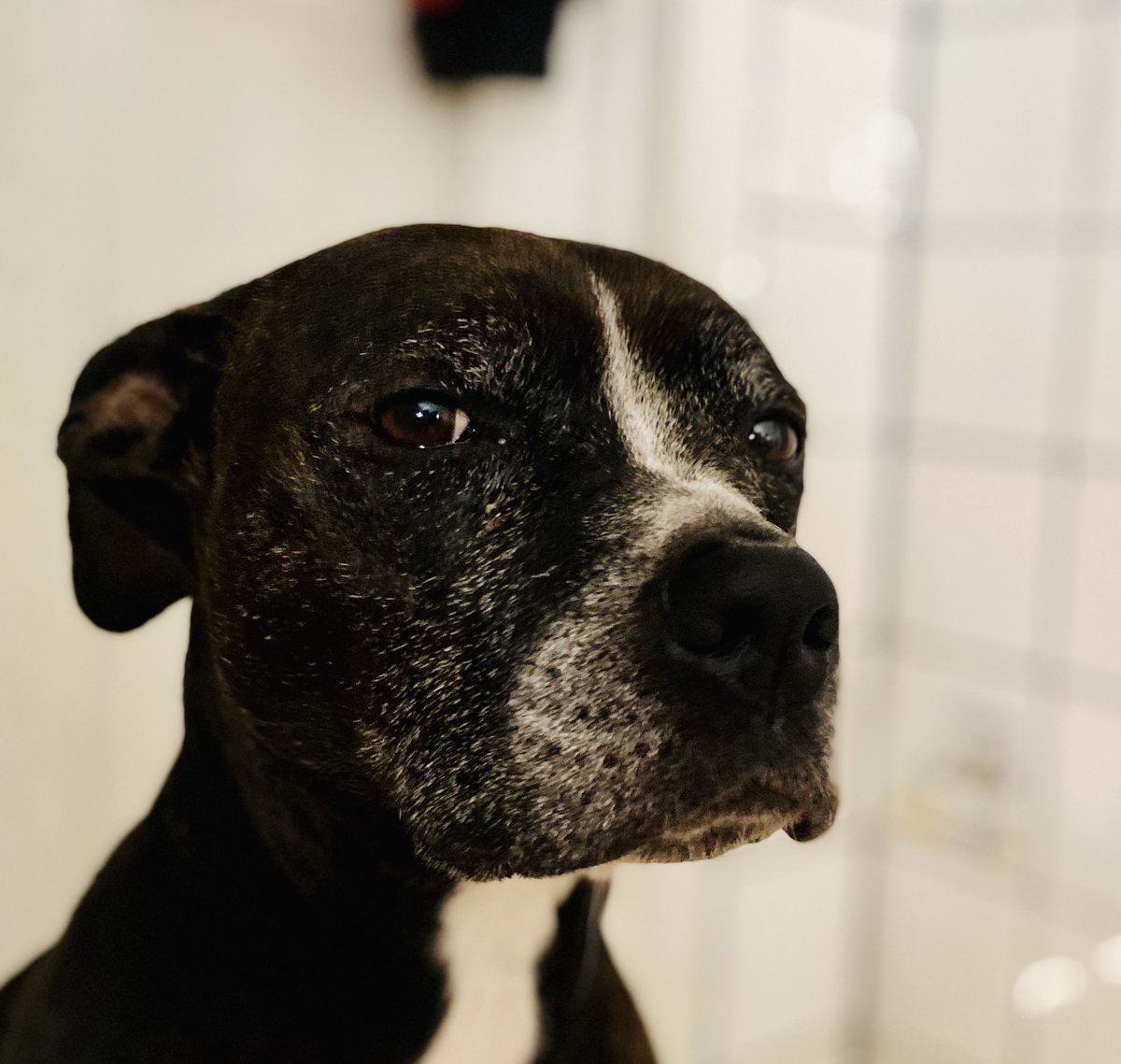 SuperNat024's tweet photo. Stitches out, cone off and the old gal is looking good 
#chicagodogtrainer #pitbullsofchicago #elderbull #oldlady https://t.co/TLh9jqOEhU