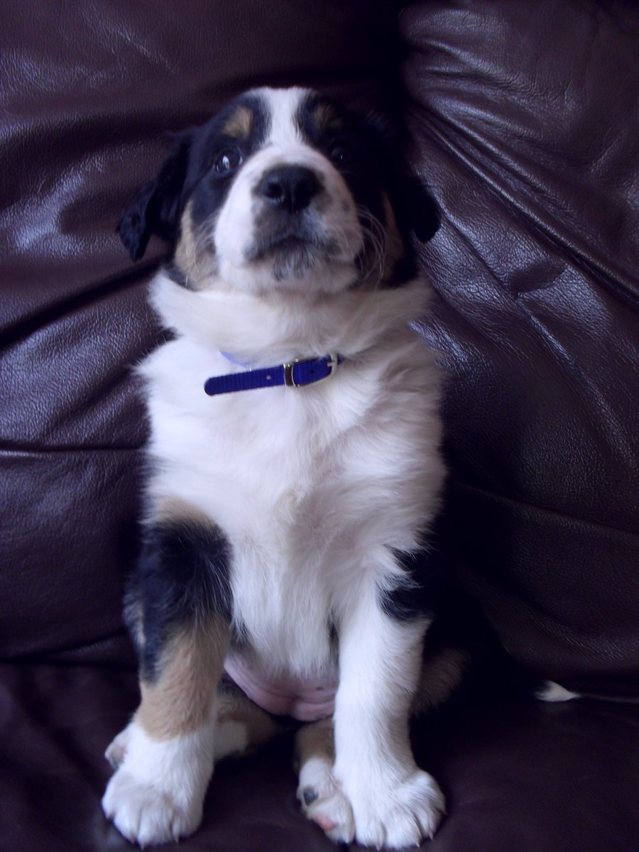 Kesthecollie's tweet photo. Eight years apart https://t.co/rVFSI13iyD