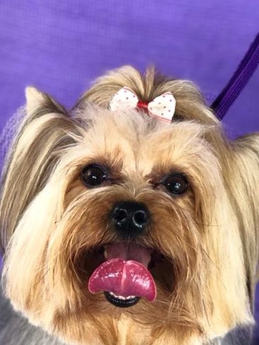 andreiagrooming's tweet photo. .
.
.
.
.
#yorkie #yorkshireterrier #yorkiesofinstagram #yorkshire #dogsofinstagram #yorkielove #dog #yorkiegram #yorkielife #yorkiepuppy #puppy #yorkielovers #dogstagram #yorkiesofficial #dogs #yorkieoftheday #yorkie_feature #puppylove #york #yorkiegram101 #puppiesofinstagram https://t.co/RwoZ74sFz9