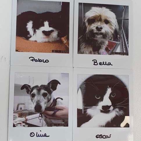 Daily Polaroid 😺🐶😺🐶 #dogsofinstagram #dogstagram #yorkshireterriersofinstagram #jackrussellsofinstagram #crossbreedsofinstagram #catsofinstagram #catstagram #thursday #veterinarylife #twobytwo #vets4pets #worcester #worcestershire