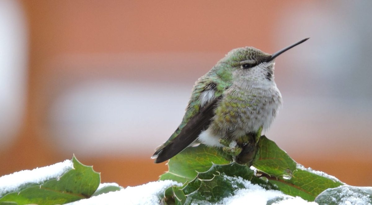 BC_SPCA's tweet photo. Winter can be tough on animals like hummingbirds! Do you know someone trying to feed #hummingbirds over these chilly months? Here are some helpful tips to get you and the hummingbirds safely through freezing temperatures: https://t.co/AgTrZi8Kg1 #BCSPCA
Photo by: Mary-Jean Payeur https://t.co/mMKnKWe1dp