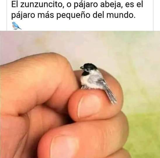amincholac's tweet photo. Algo que nos muestra un poquito de cultura y, por supuesto, eso si!... Mucha ternura!... Enhorabuena!... https://t.co/t0sDNFNciL