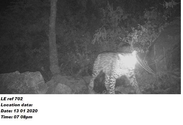 JackKinross's tweet photo. Through LeopardEye we got the image in real time thus able to warn locals.

A woman had been killed by #leopard  a few days earlier close to this camera location. 

Key to coexistence is both parties having their space... reduce opportunities for conflict. 

Update soon. https://t.co/41nfE9gUkR