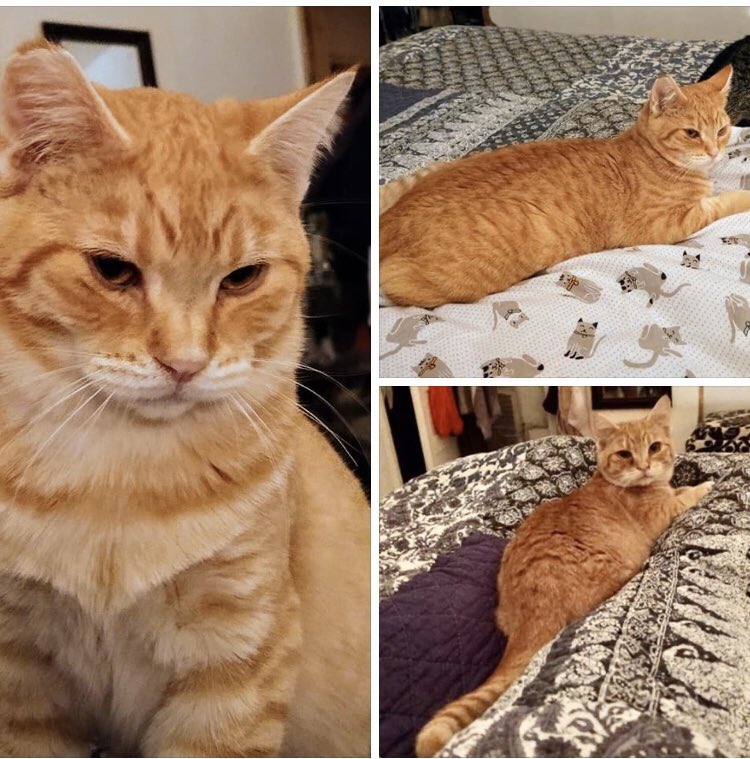 7 month old Dorito has one of those personalities that might take a minute to unlock, but once he trusts you, it's game on. Cheryl - 503-939-2480 Molalla Oregon #looking4love #orange #lovecats #CatsOfTwitter #Adopt <a href="/MeowVillage/">#MeowVillage</a> #PNW #pdxcats #salemoregon #CatMom #CatDad