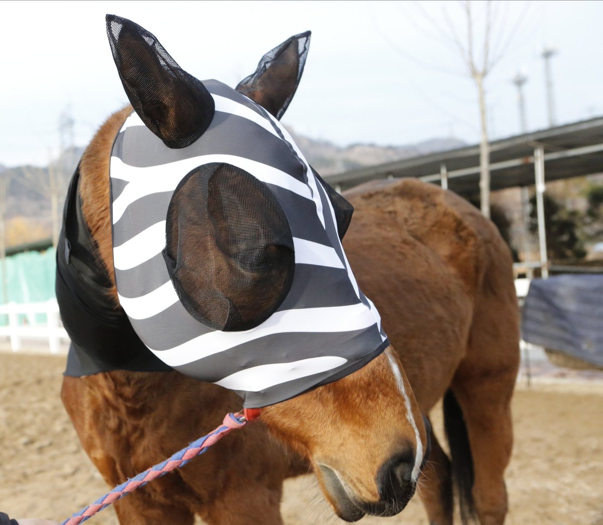 HHequestrian's tweet image. Harrison Howard new product is coming real soon! #harrisonhoward #zebrapattern #flymasks
