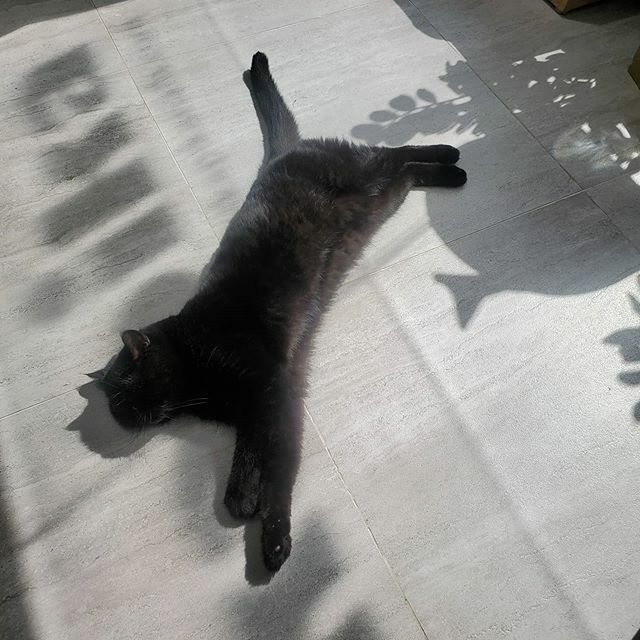 hsc4300's tweet photo. hello sunshine 
#catlover #catsofinstagram #catstagram #cats #kitty #ilovemycat #neko #gato #love #猫 #catoftheday #petstagram #pets #ねこ #ねこ部 #ネコ #crazycatlady #ilovecats #catsagram #kitten #instacat #instagramcats #cutecat #adorable #2020 #animal… https://t.co/rn7notfz1j https://t.co/9pl9WG3soE