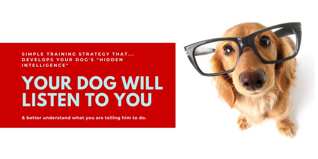 OutdoorSmarter's tweet photo. A simple #training strategy that...
Develops your #Dog's "Hidden Intelligence" To eliminate bad behavior and Create the obedient, well-behaved #pet of your dream 🦮🐶
Take a Look👉 https://t.co/bnfWkCQhTW

#dog @DogLoversTweet #DogsBehavingVeryBadly #DogsMostWanted #meandurghost https://t.co/g2EyDkjVRC