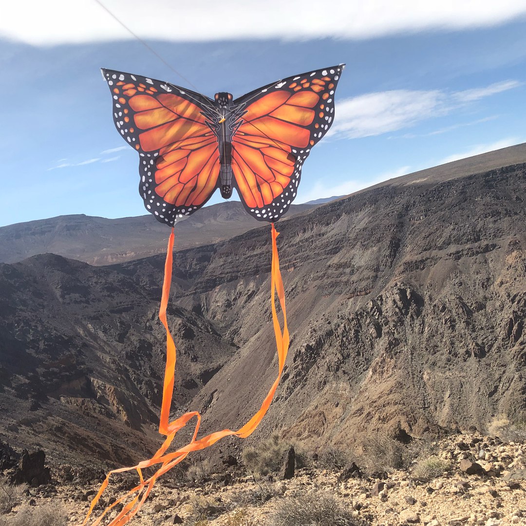 flyxkites's tweet photo. #TBT to one of @susan.mulcahypics, feat. one of our #MonarchButterfly kites 😍 #xkites #flyxkites #windnsun #butterfly #butterflies #kites #kite #parenting #toyreviews #childrenstoys #children #educationaltoys #sensorytoys #interactivetoys #thursday https://t.co/OI8B8MJnrL