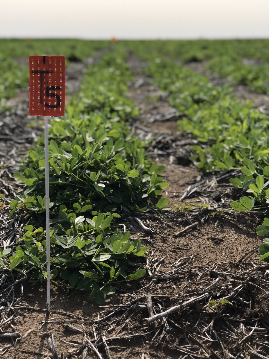 Yesi Feninger tweet media