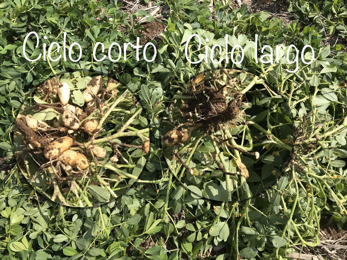 Yesi Feninger tweet media