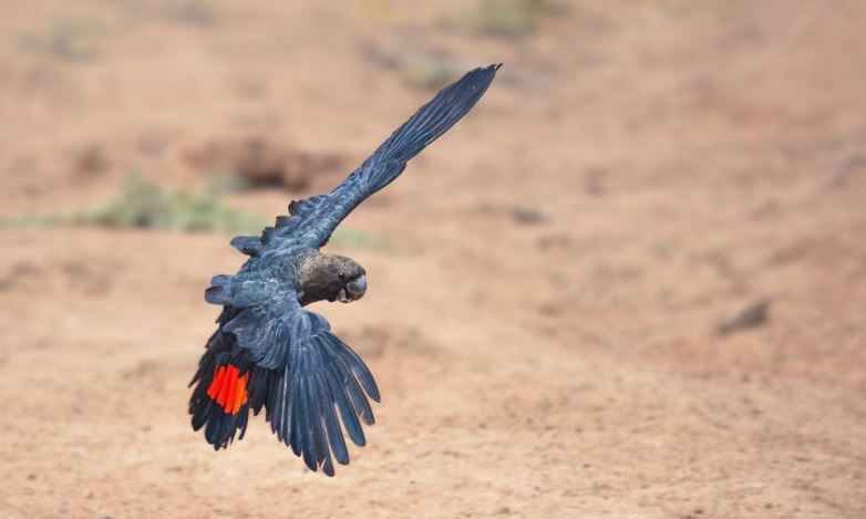 Glossy black cockatoo with red-tipped wings in flight