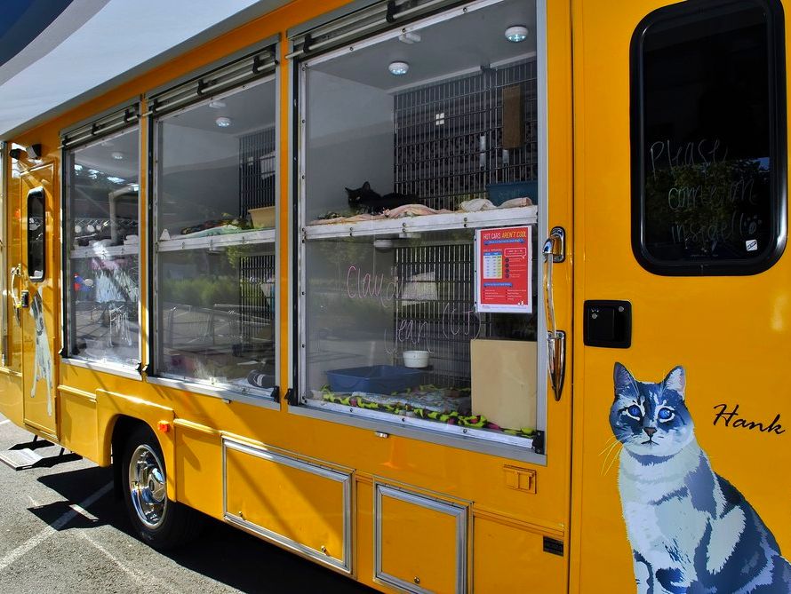 SeattleFarmMkts's tweet photo. The West Seattle Market has everything! Local produce and meats, local cheeses and prepared food, and now local cats! The @SeattleHumane truck is joining us with kitties who need homes. Stock up on groceries and a furry companion this Sunday.
#FurryFriends #SeattleHumane https://t.co/FFAS7uc4kC
