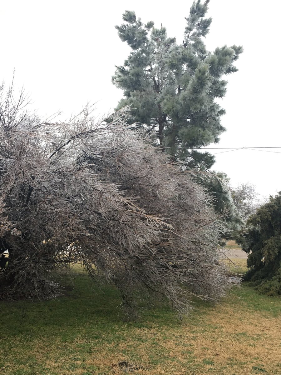 Ice in trees in Benjamin