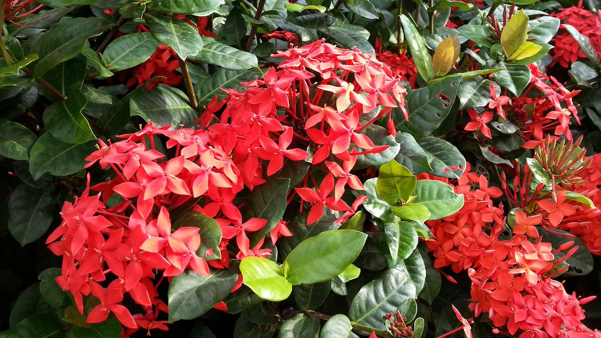 or dwarf varieties and blooms in red, yellow, orange, or pink.#floridaplant...